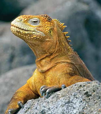 Photo of Galapagos Island